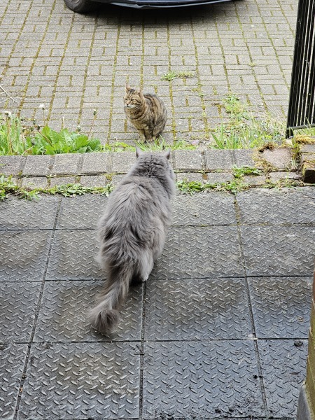 Thug cat part 5 - For he will not do destruction, if he is well-fed, neither will he spit without provocation.