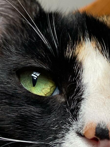 Squiggle in cat's eye - is this normal?