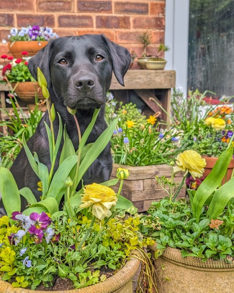 Puppy Survival Thread for New and Old Pups - Spring is around the corner!