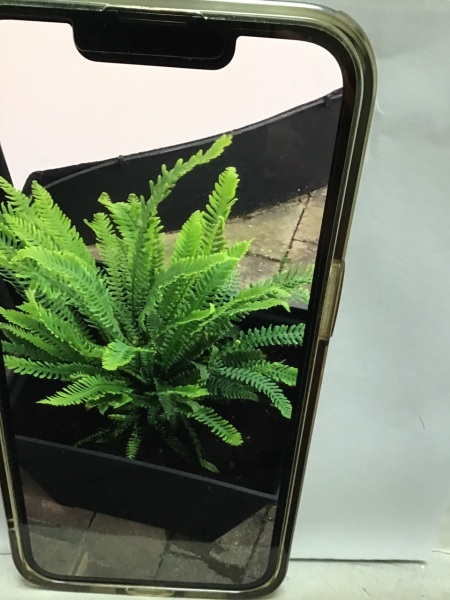 Fern identifier please