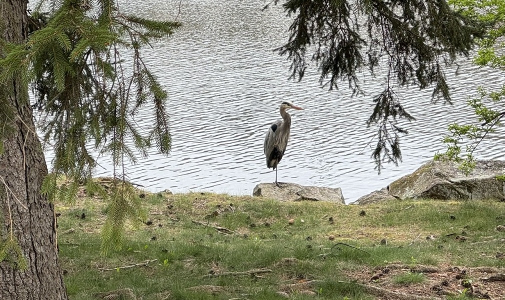 Come and tell me your dull and unexciting news 29: Calmly through the day