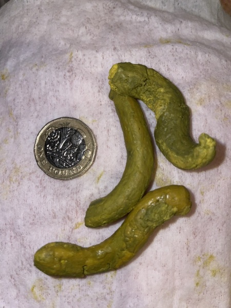 Constipated 4 week old? *POO PICTURE*
