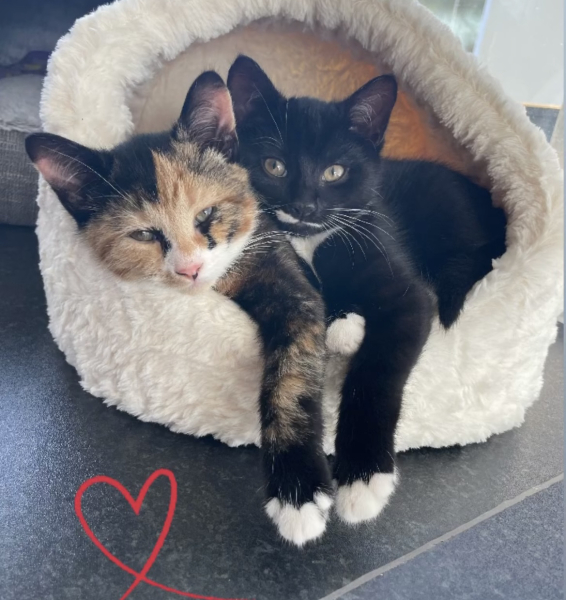 To get one kitten or two?