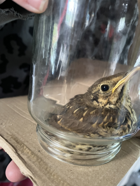Strange things your cats bring home
