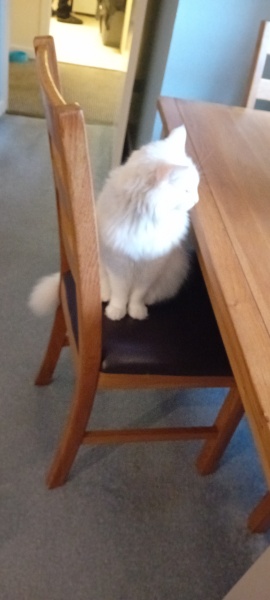 Machiavellian Misbehaviour- the Excellent Cats Deny Everything