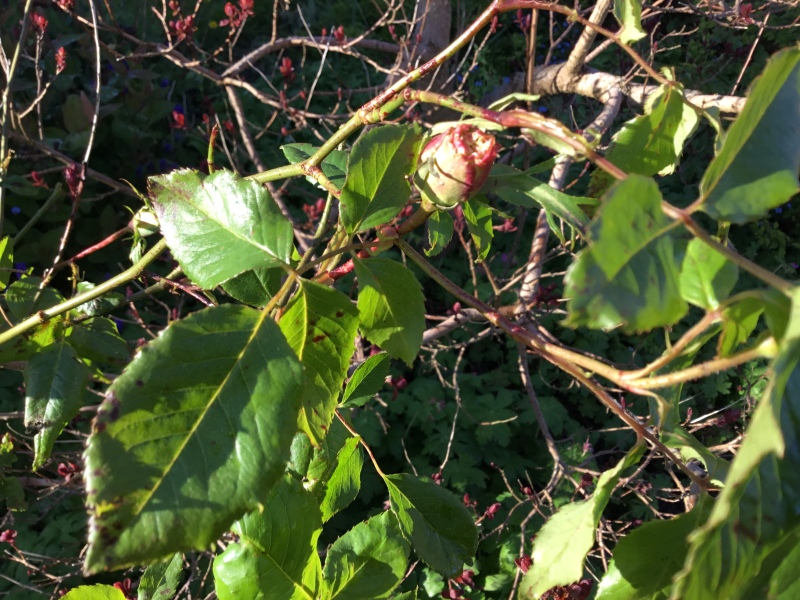 My lovely rose bush