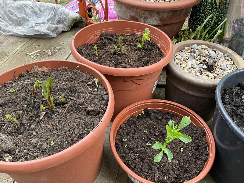 Is anyone ready to be excited about dahlias yet?