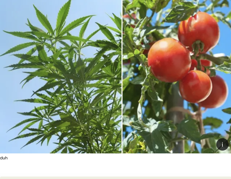 Friend growing suspected cannabis plants