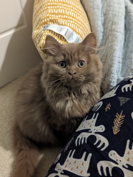 Is our kitten always going to be anti-social?