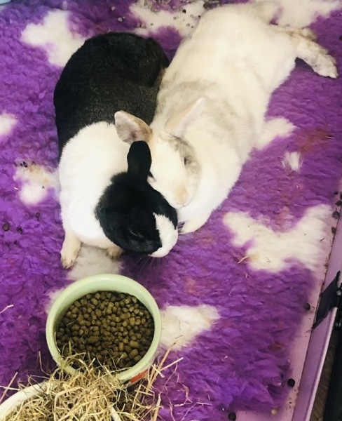 Bunny just been neutered