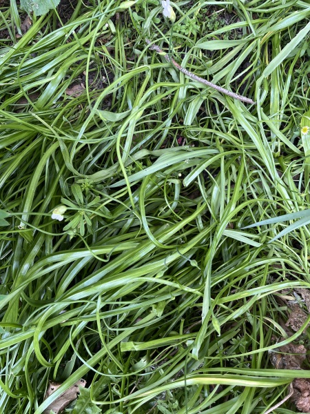 Loads of white flowers - what are they?