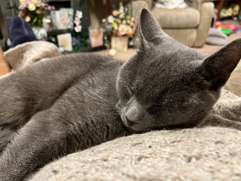Machiavellian Misbehaviour- the Excellent Cats Deny Everything