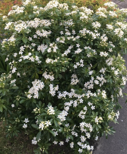 What is this scented hedge plant?