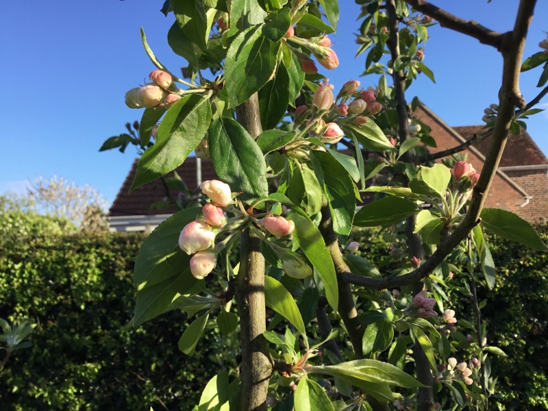 What is this blossom please?
