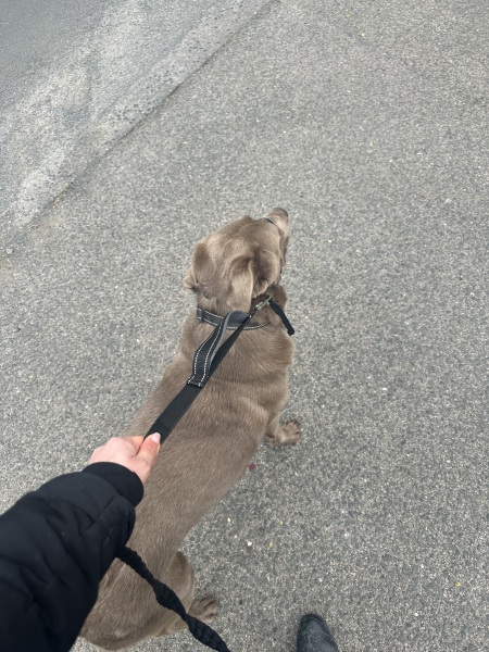 Halti head collar….what am I doing wrong !?