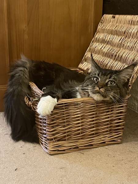 Maine Coon biting