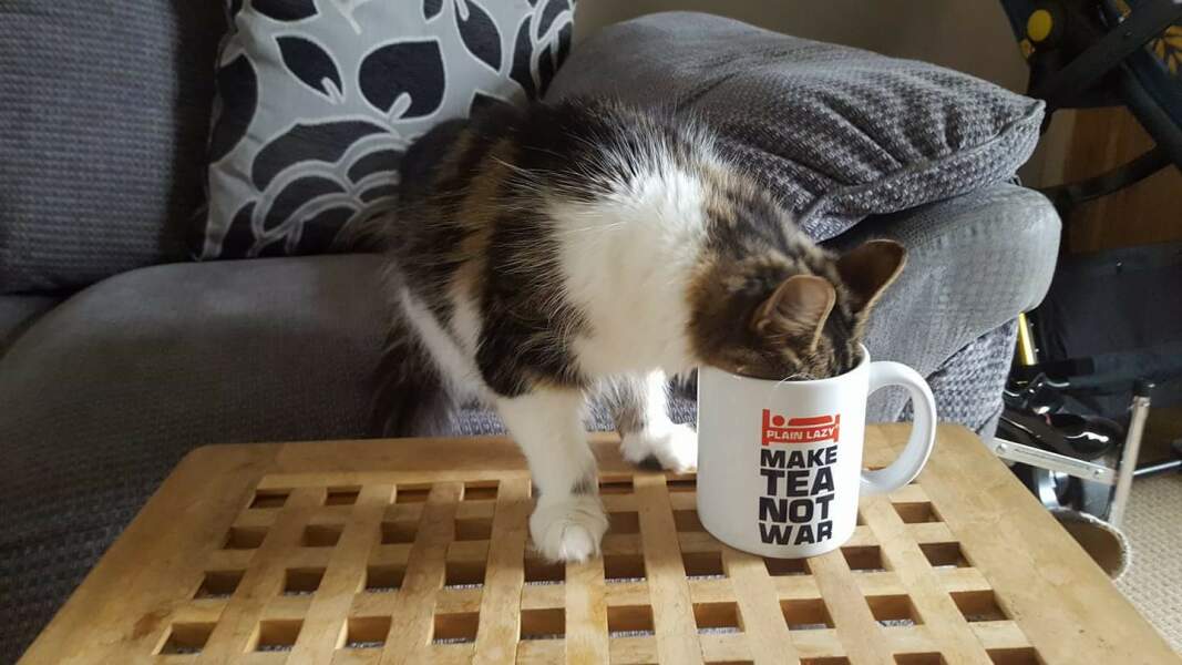 What foods does your cat unexpectedly really like?