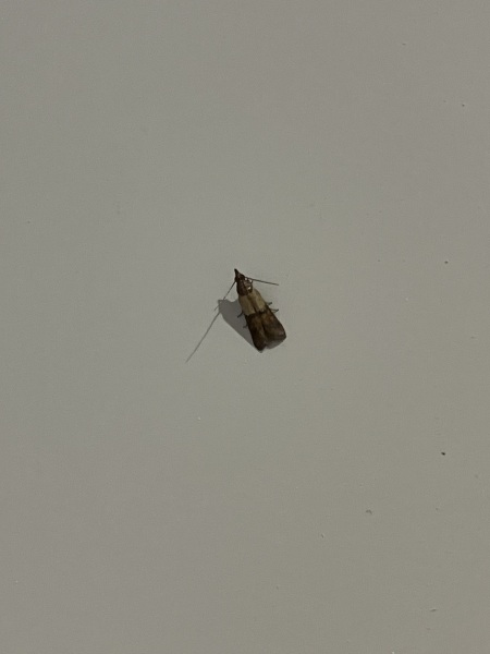 Who the fuck are these moth bastard and more importantly how do I get rid of them?