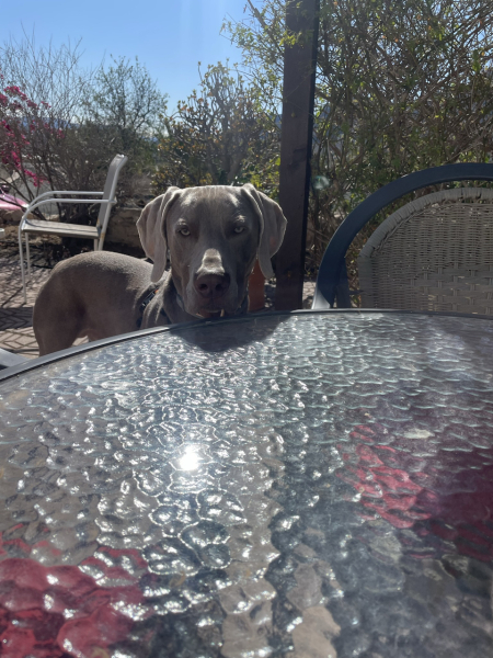 Can I tell you how proud I am of my puppy?