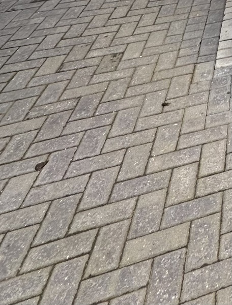 How do you wash paving - disagreement