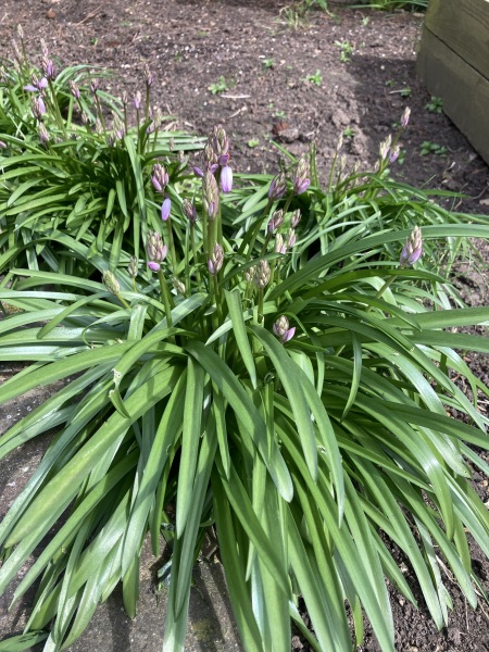 Two things: is this a weed and what would you plant in a dry shady corner?