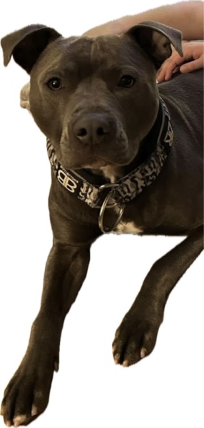 Identify dog breed from pic