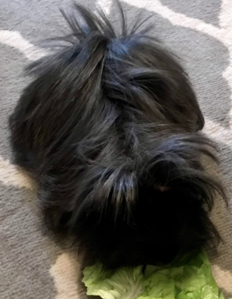 Hairdo like a dead cat