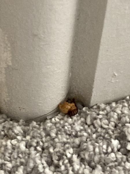 Does anyone know what insect this is on my carpet?!?