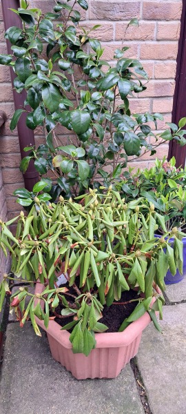 What is wrong with my Rhododendron?