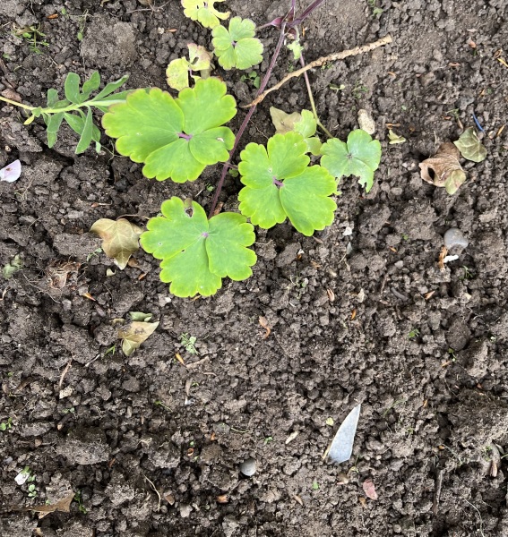 Is this a weed?