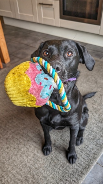 Puppy Survival Thread for New and Old Pups - Spring is around the corner!