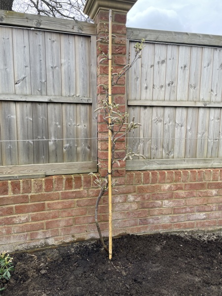 I planted a wisteria!