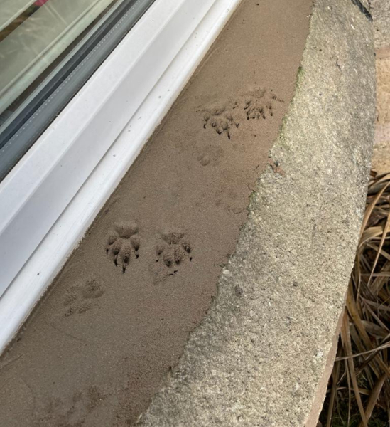 Cat walked through paint all over brand new drive!
