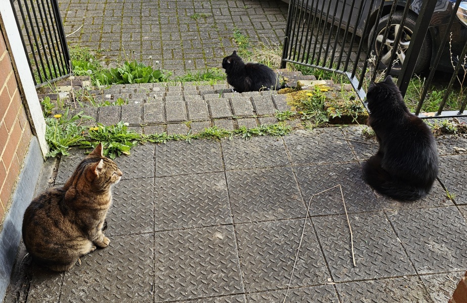Thug cat part 5 - For he will not do destruction, if he is well-fed, neither will he spit without provocation.