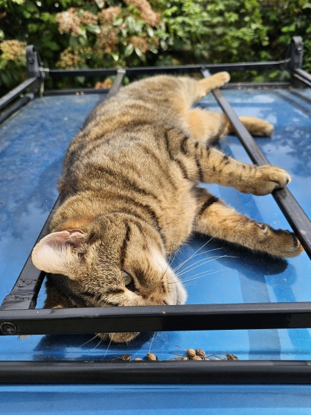 Thug cat part 5 - For he will not do destruction, if he is well-fed, neither will he spit without provocation.