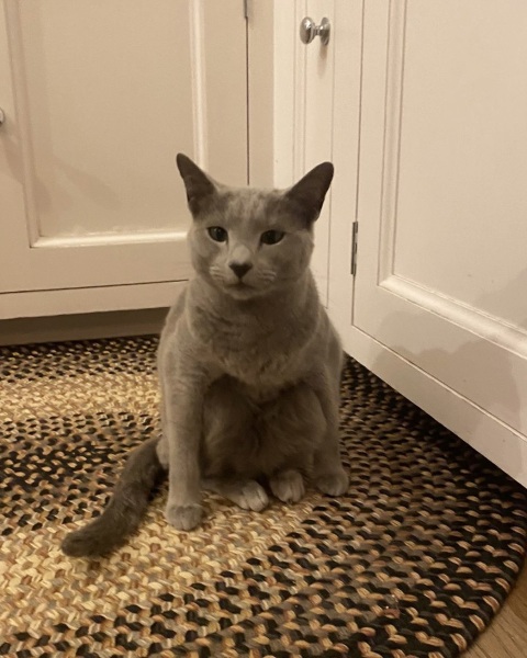 What's my cat doing? Picture included!