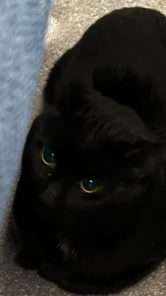 So we got a cat…