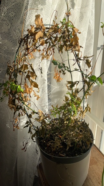 Jasmine houseplant