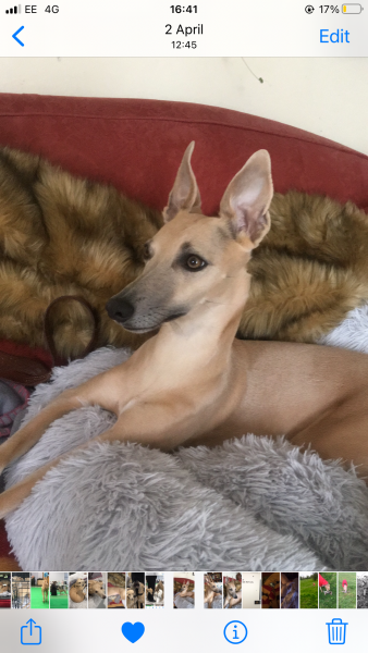 Thoughts on the name Olive?