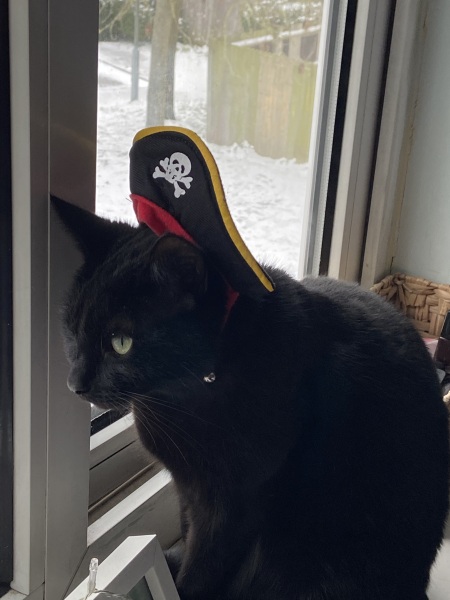 Machiavellian Misbehaviour- the Excellent Cats Deny Everything