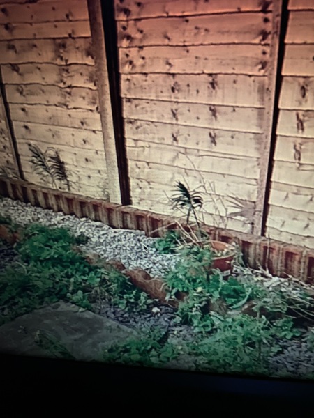 Help me identify these weeds