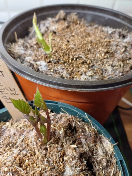 Anyone knowledgeable about dahlias? Should I water these?