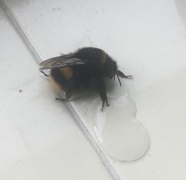 What more can I do to help my exhausted bumblebee?