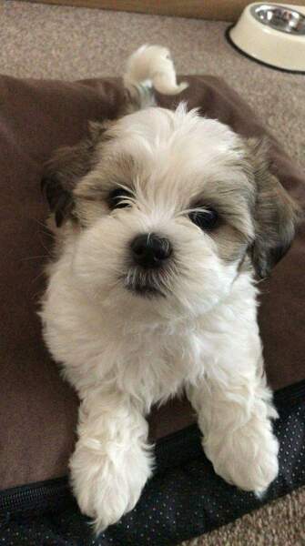 Looking at getting a puppy.