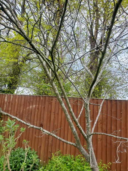 Amelanchier