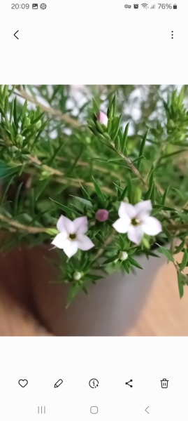 Does anyone know what this little shrub is?