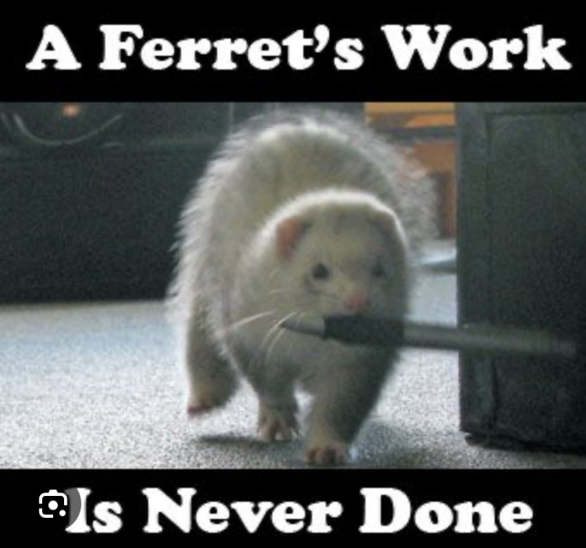 A thread for the ferrets