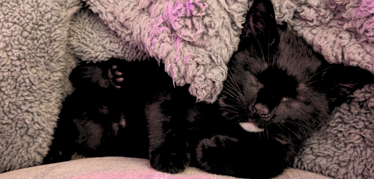 I've inherited a kitten and I need some help