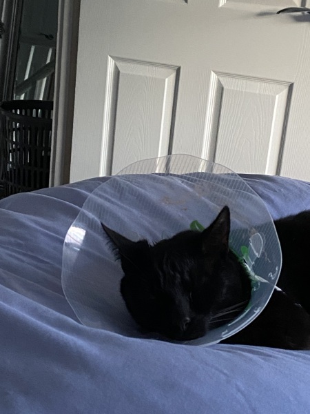 Machiavellian Misbehaviour- the Excellent Cats Deny Everything