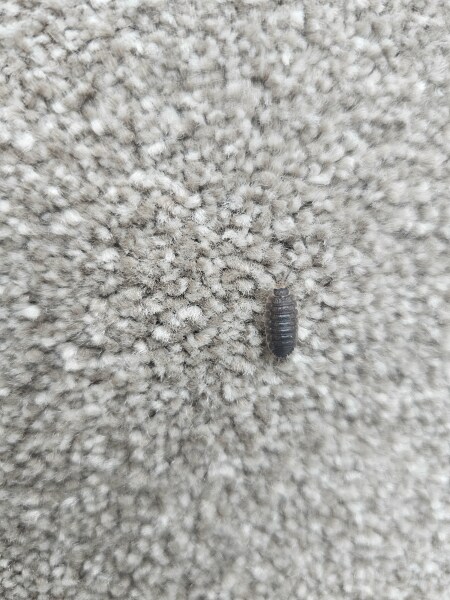Beetles indoors